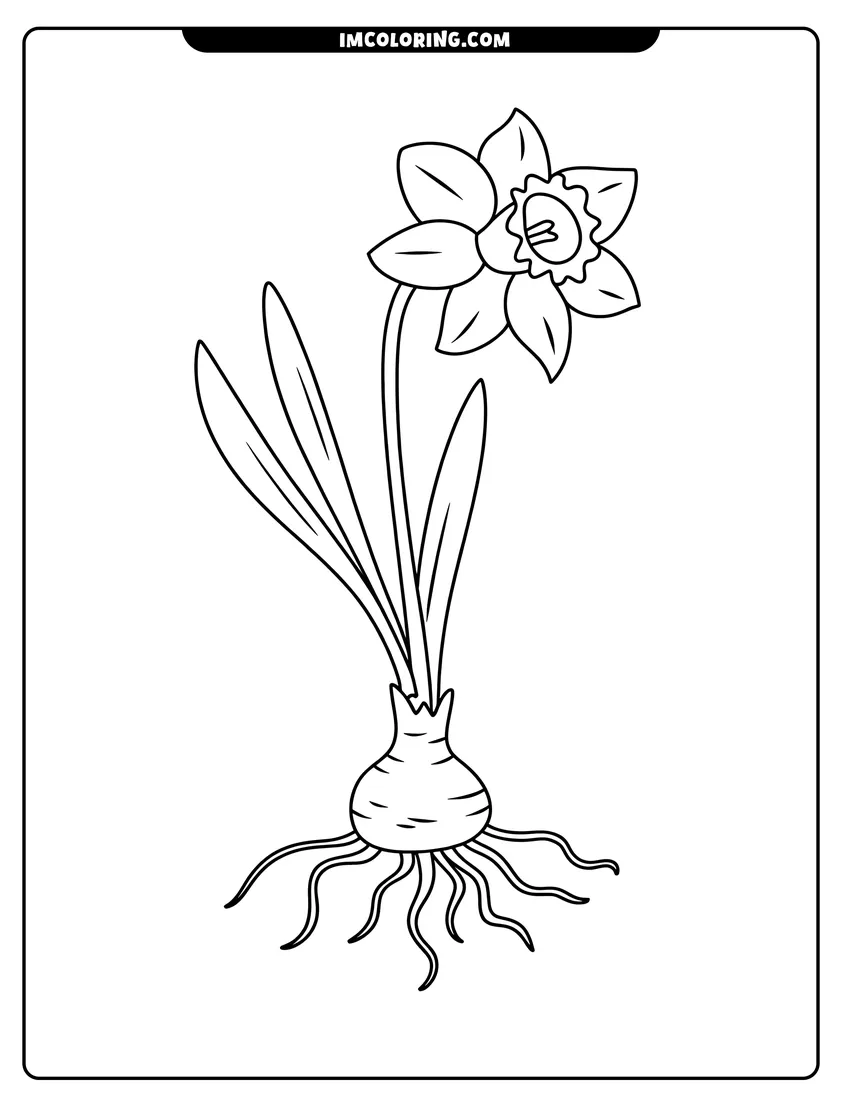 Coloring page for kids: A line drawing of a daffodil flower with visible petals, leaves, a bulb, and dangling roots