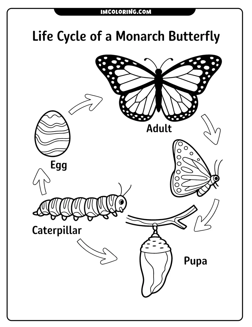Outline drawing of A diagram showing the Monarch butterfly life cycle stages: egg, caterpillar, pupa, and adult butterfly with directional arrows