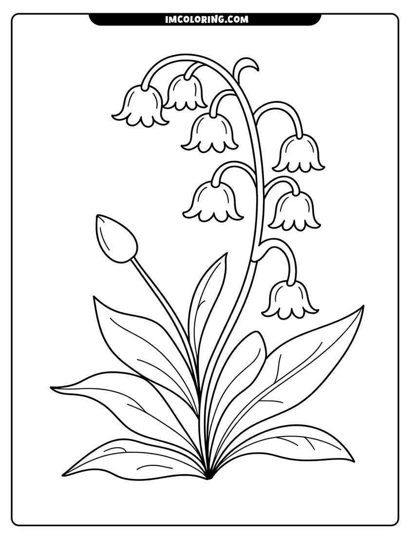 Clean line drawing: Line art of a lily of the valley plant with bell-shaped blossoms and large green leaves
