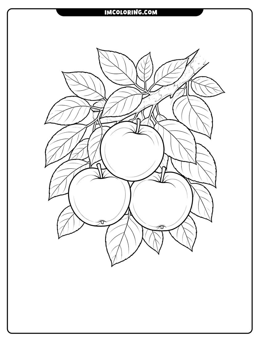 Simple line drawing of Cluster of three Empire Apples