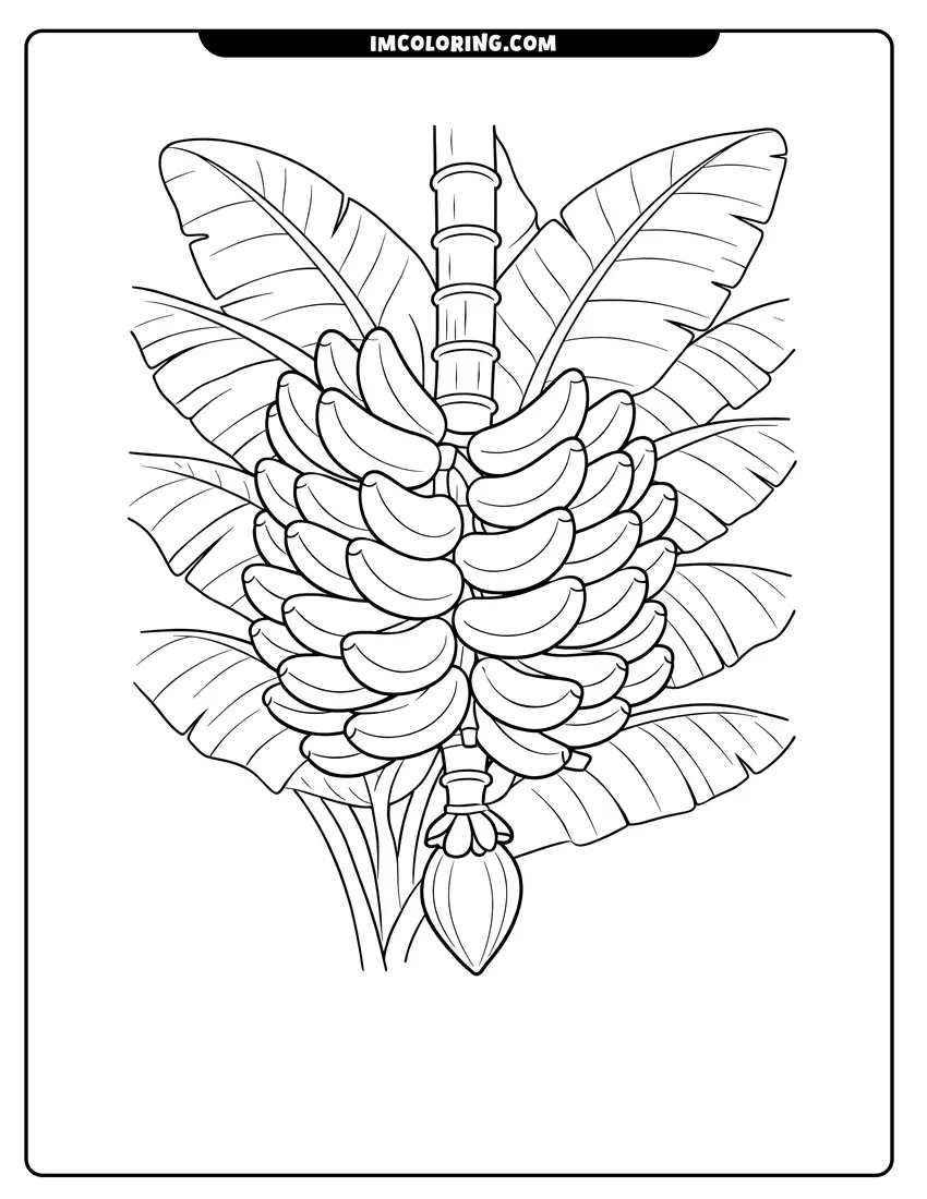 Illustration of Bunch of bananas growing on a tropical plant ready for painting